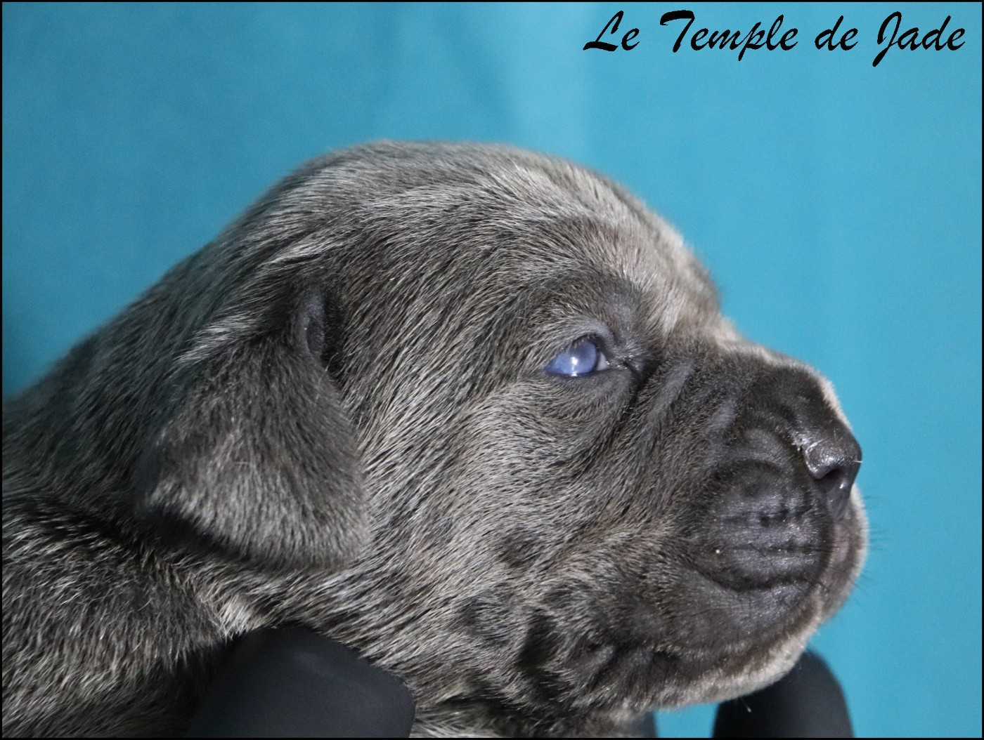 du temple de jade - Chiots disponibles - Cane Corso