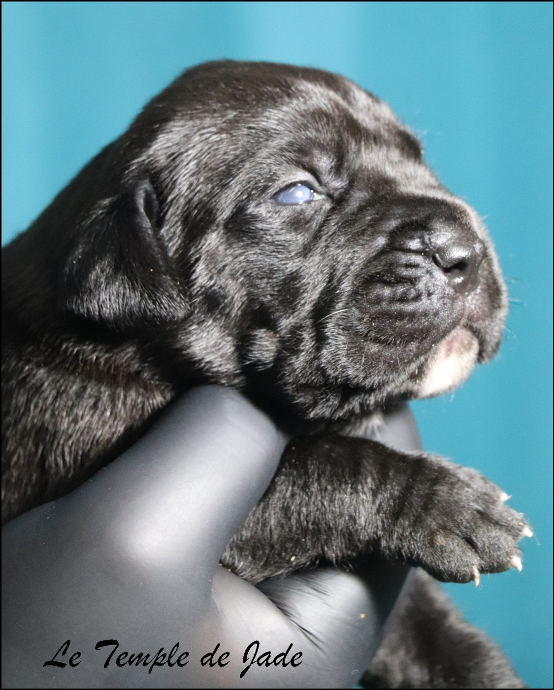 du temple de jade - Cane Corso - Portée née le 14/10/2025