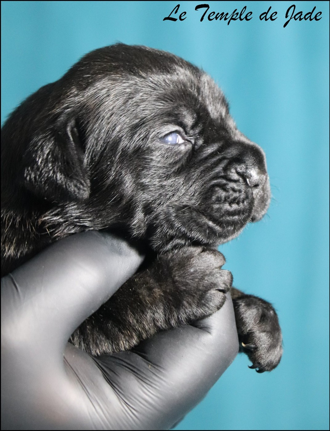 du temple de jade - Chiots disponibles - Cane Corso