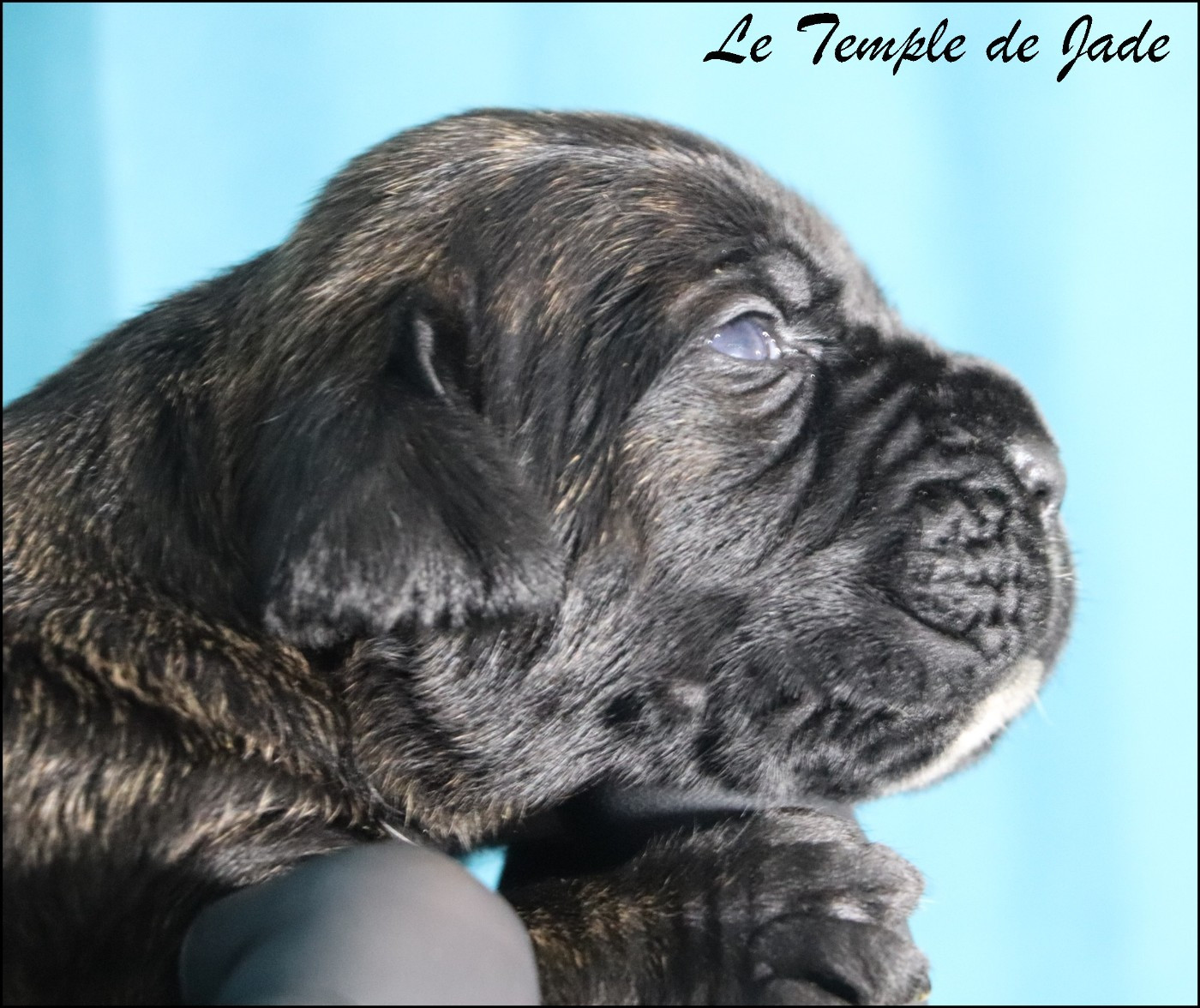 du temple de jade - Chiots disponibles - Cane Corso