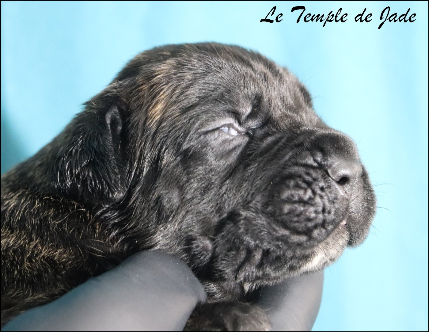 du temple de jade - Chiots disponibles - Cane Corso