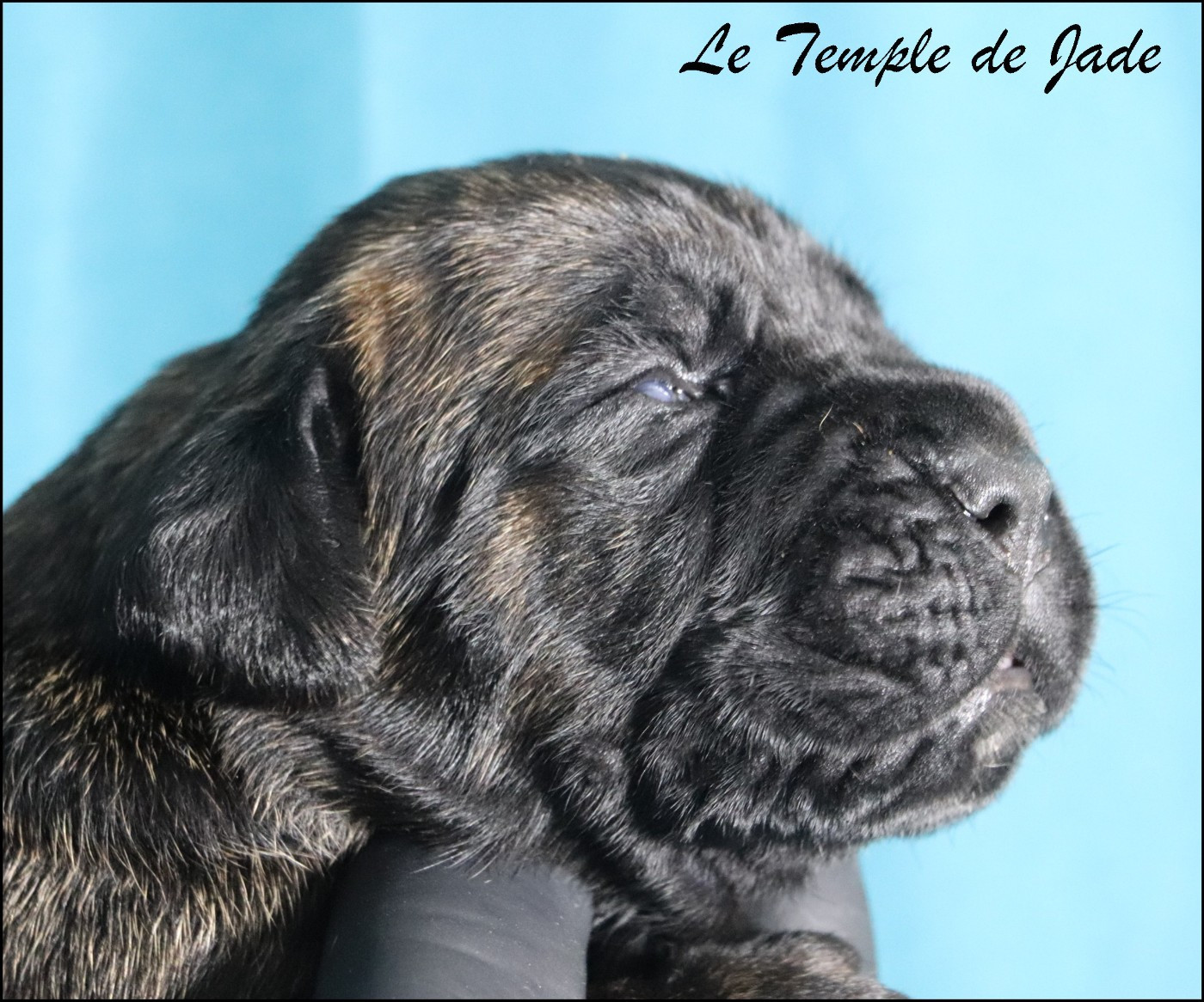 du temple de jade - Chiots disponibles - Cane Corso