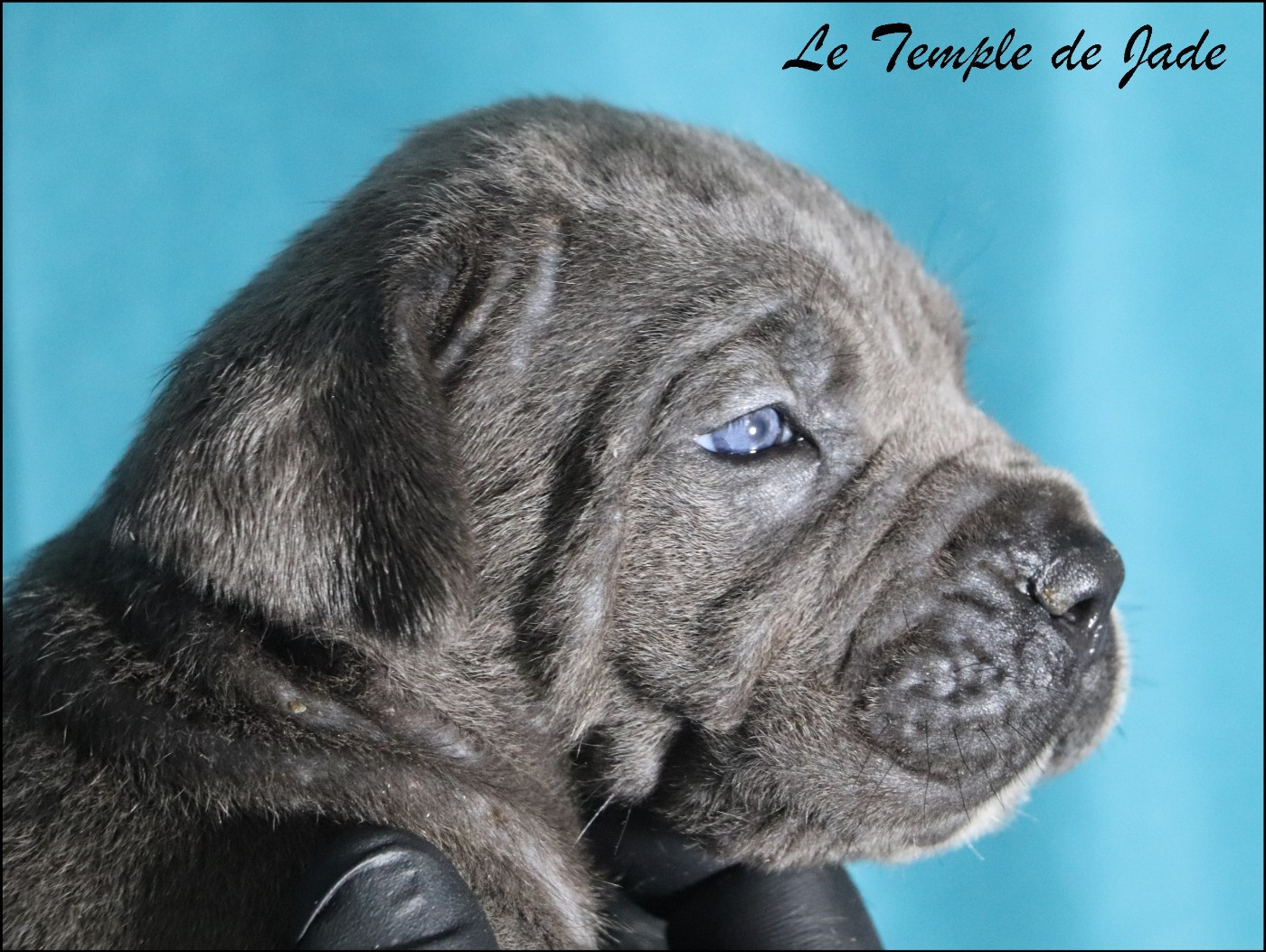 du temple de jade - Chiots disponibles - Cane Corso