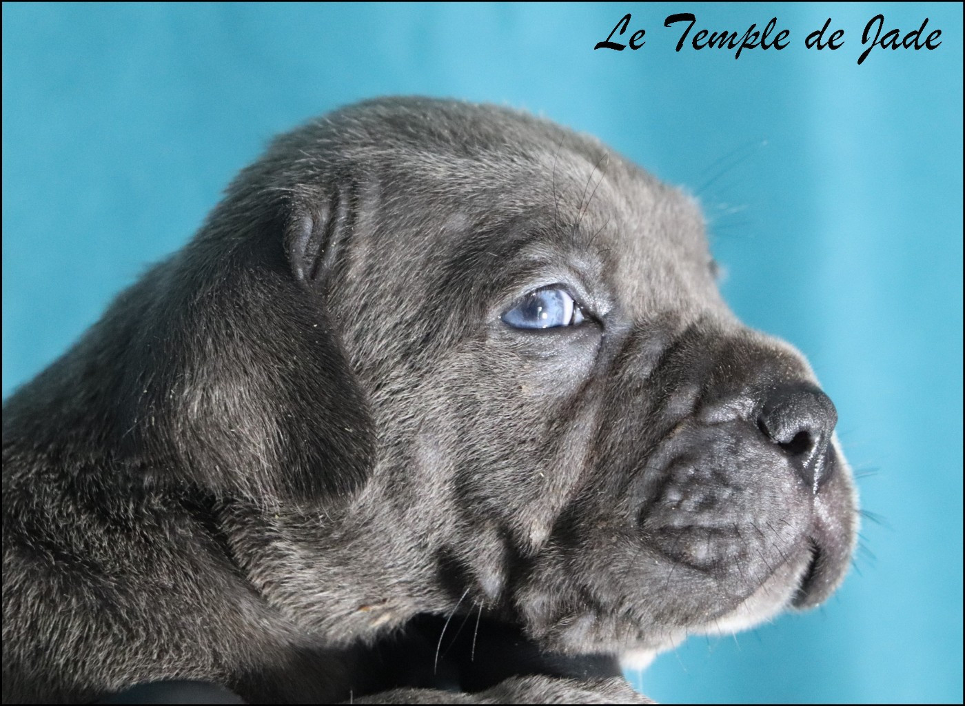 du temple de jade - Chiots disponibles - Cane Corso