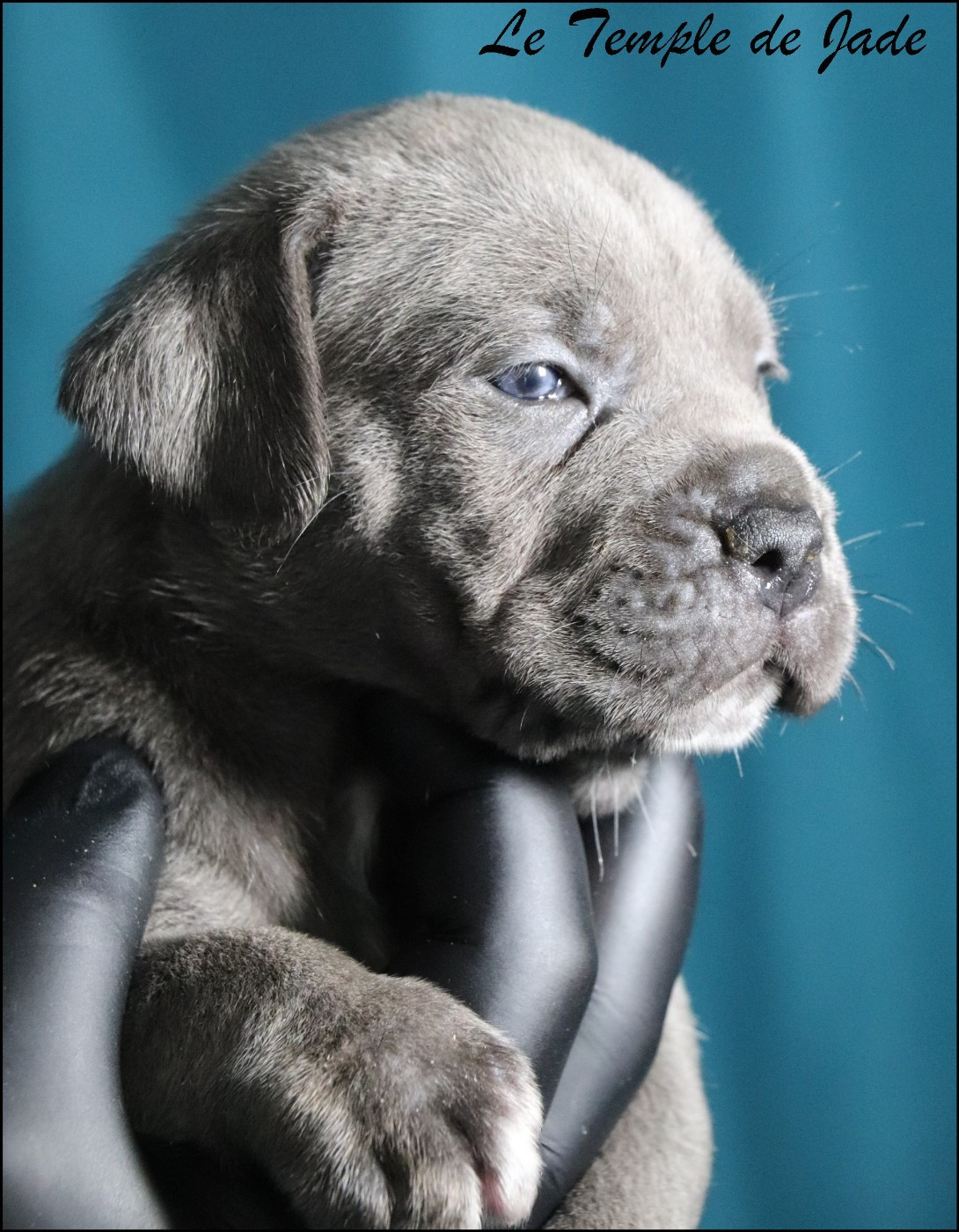 du temple de jade - Chiots disponibles - Cane Corso