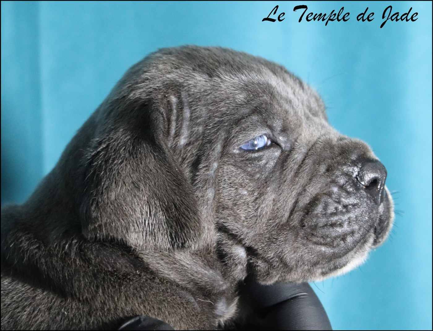 du temple de jade - Chiots disponibles - Cane Corso