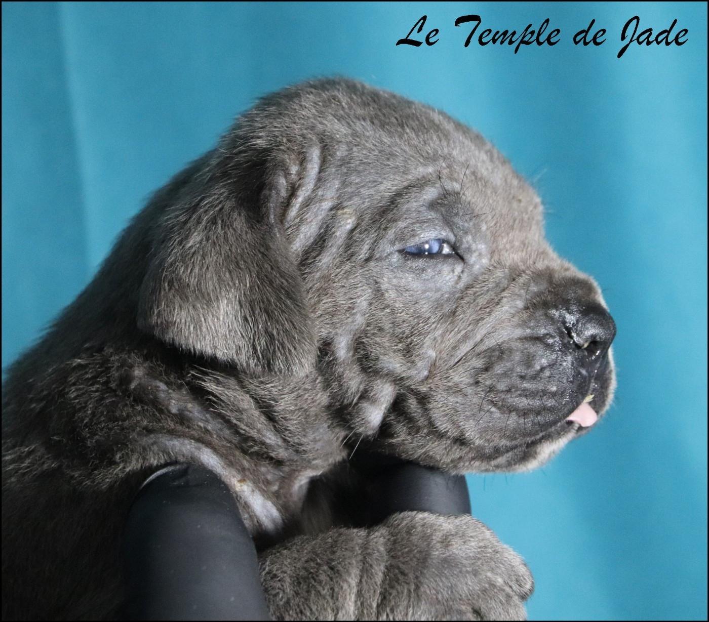 du temple de jade - Chiots disponibles - Cane Corso
