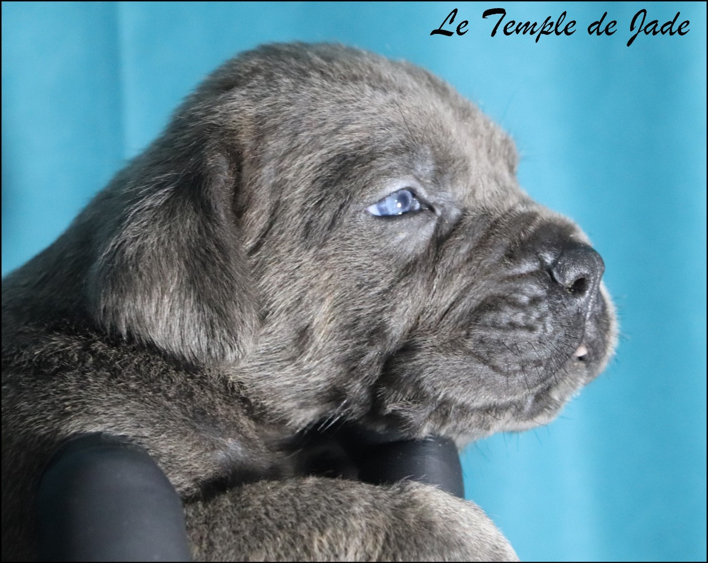 du temple de jade - Chiots disponibles - Cane Corso