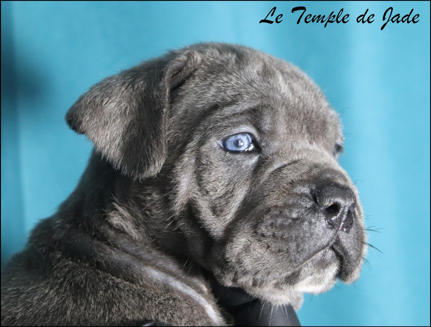 du temple de jade - Chiots disponibles - Cane Corso