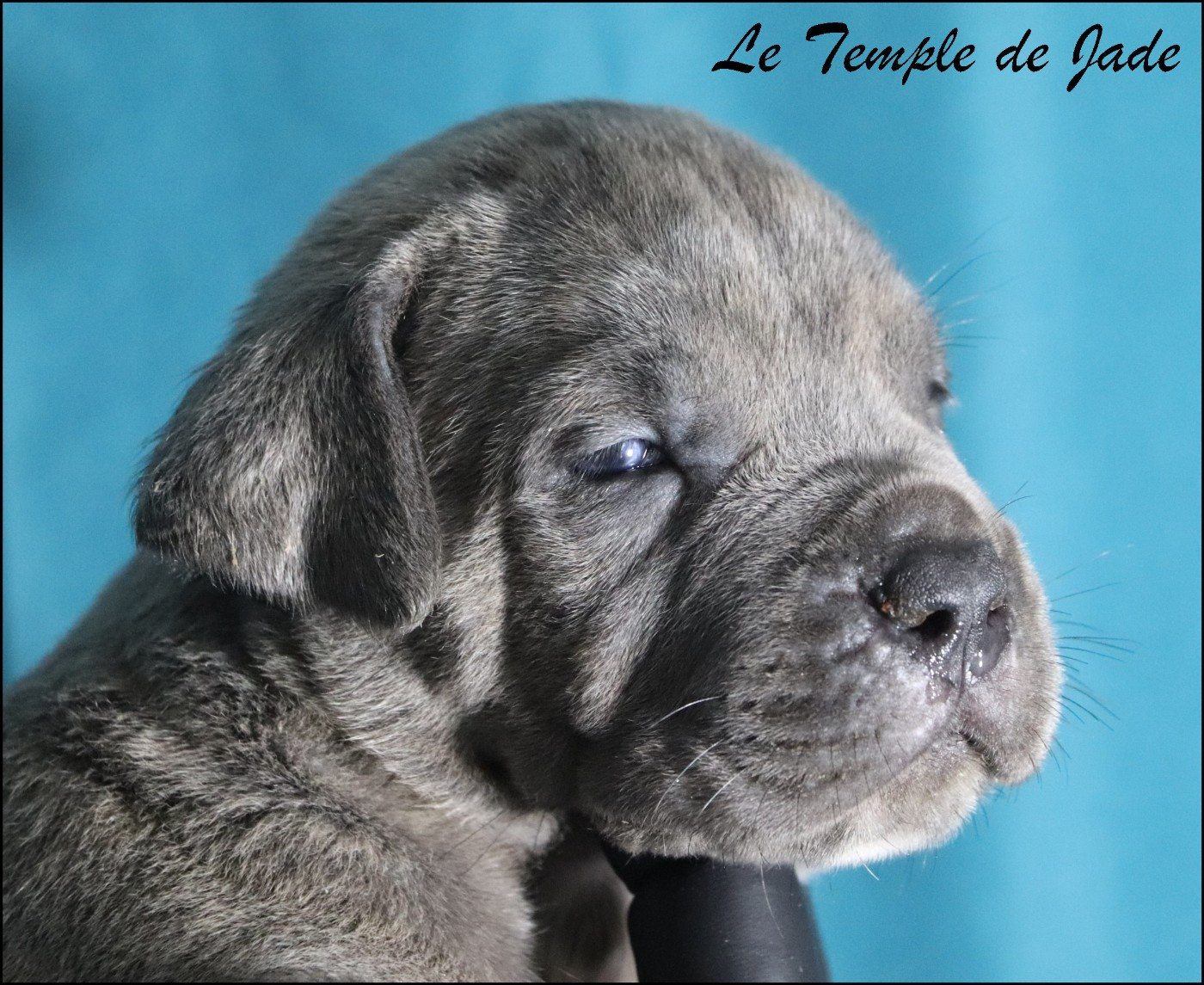 du temple de jade - Chiots disponibles - Cane Corso