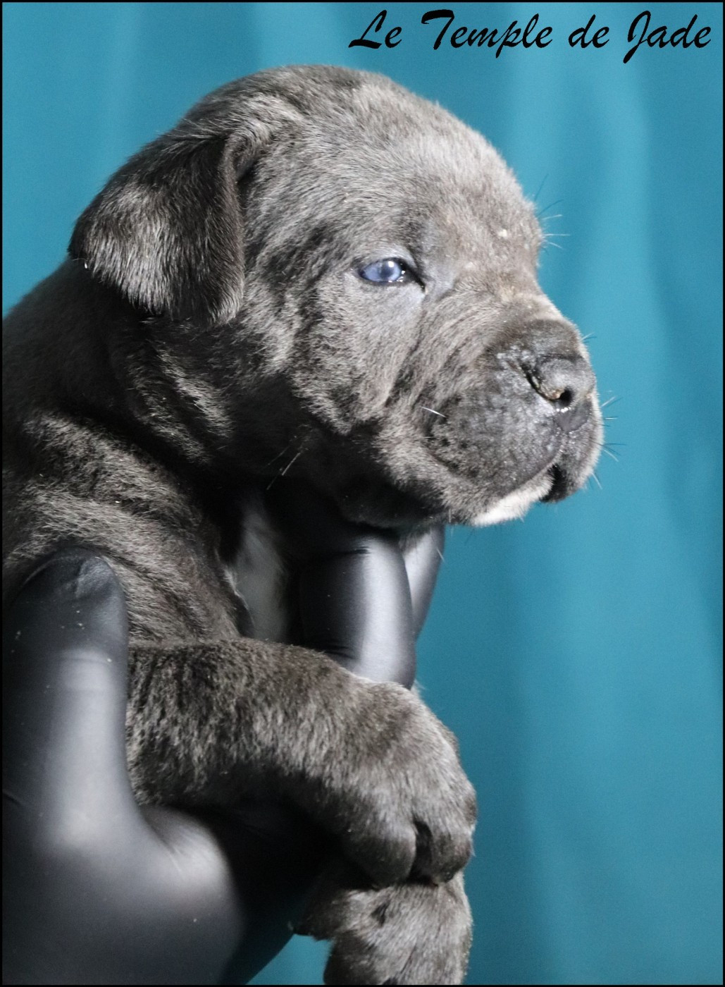 du temple de jade - Chiots disponibles - Cane Corso