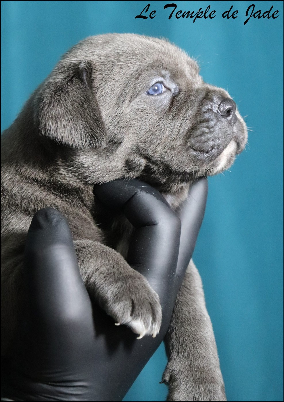 du temple de jade - Chiots disponibles - Cane Corso