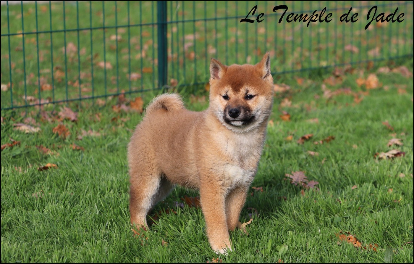 du temple de jade - Chiots disponibles - Shiba