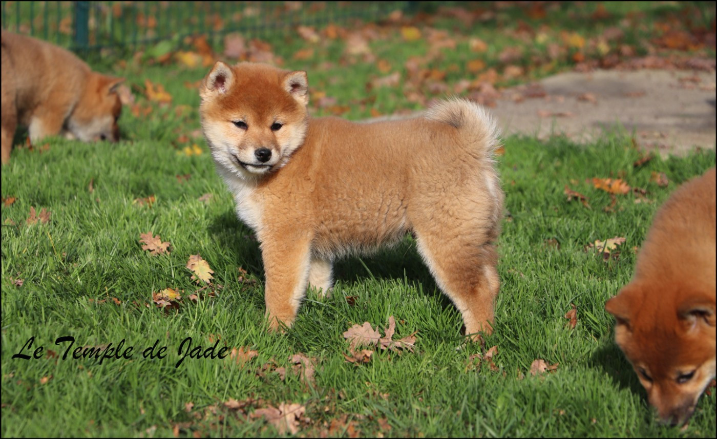 Chiot Shiba du temple de jade