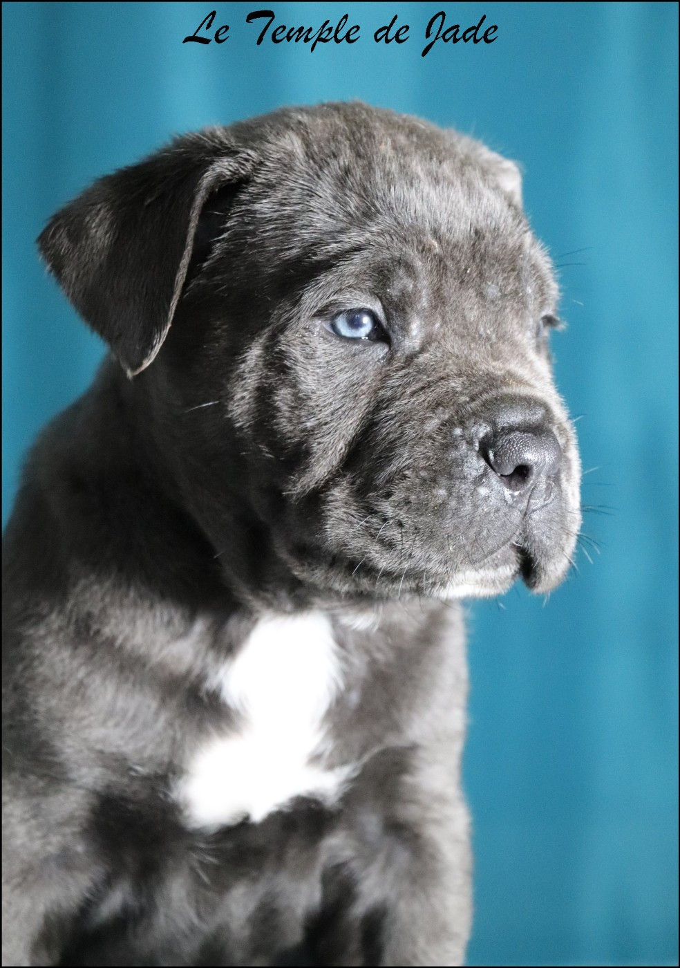 du temple de jade - Chiots disponibles - Cane Corso