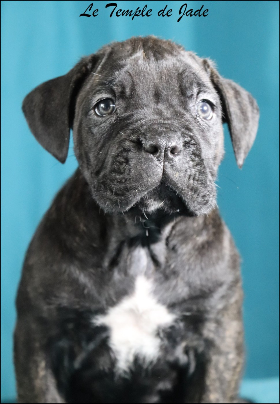 du temple de jade - Chiots disponibles - Cane Corso