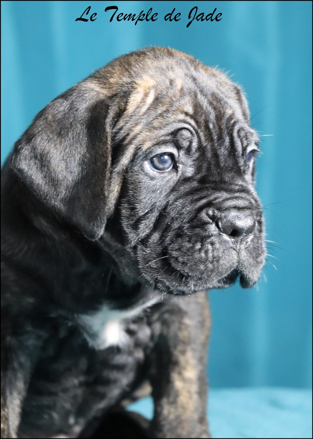 du temple de jade - Chiots disponibles - Cane Corso