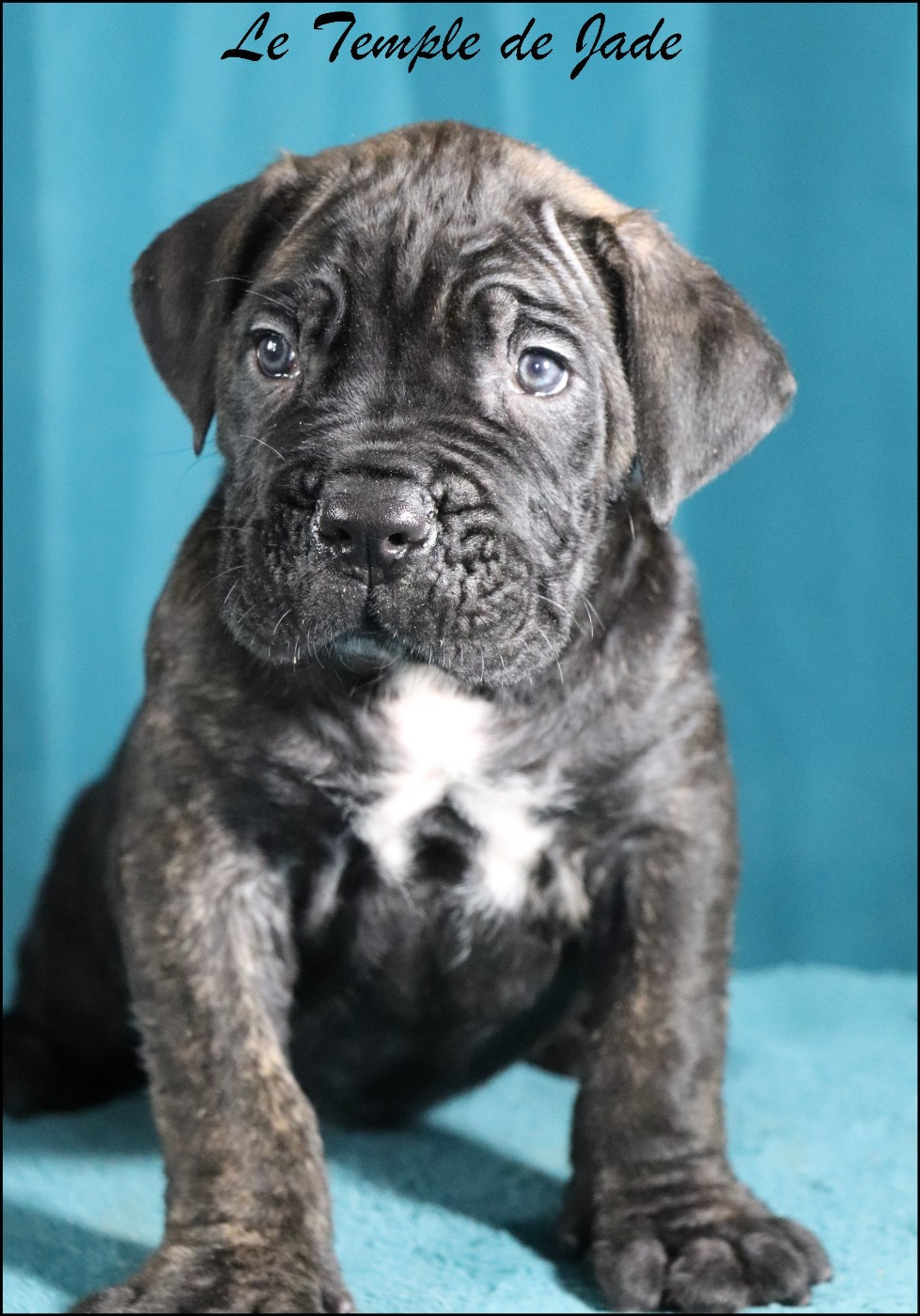 du temple de jade - Chiots disponibles - Cane Corso