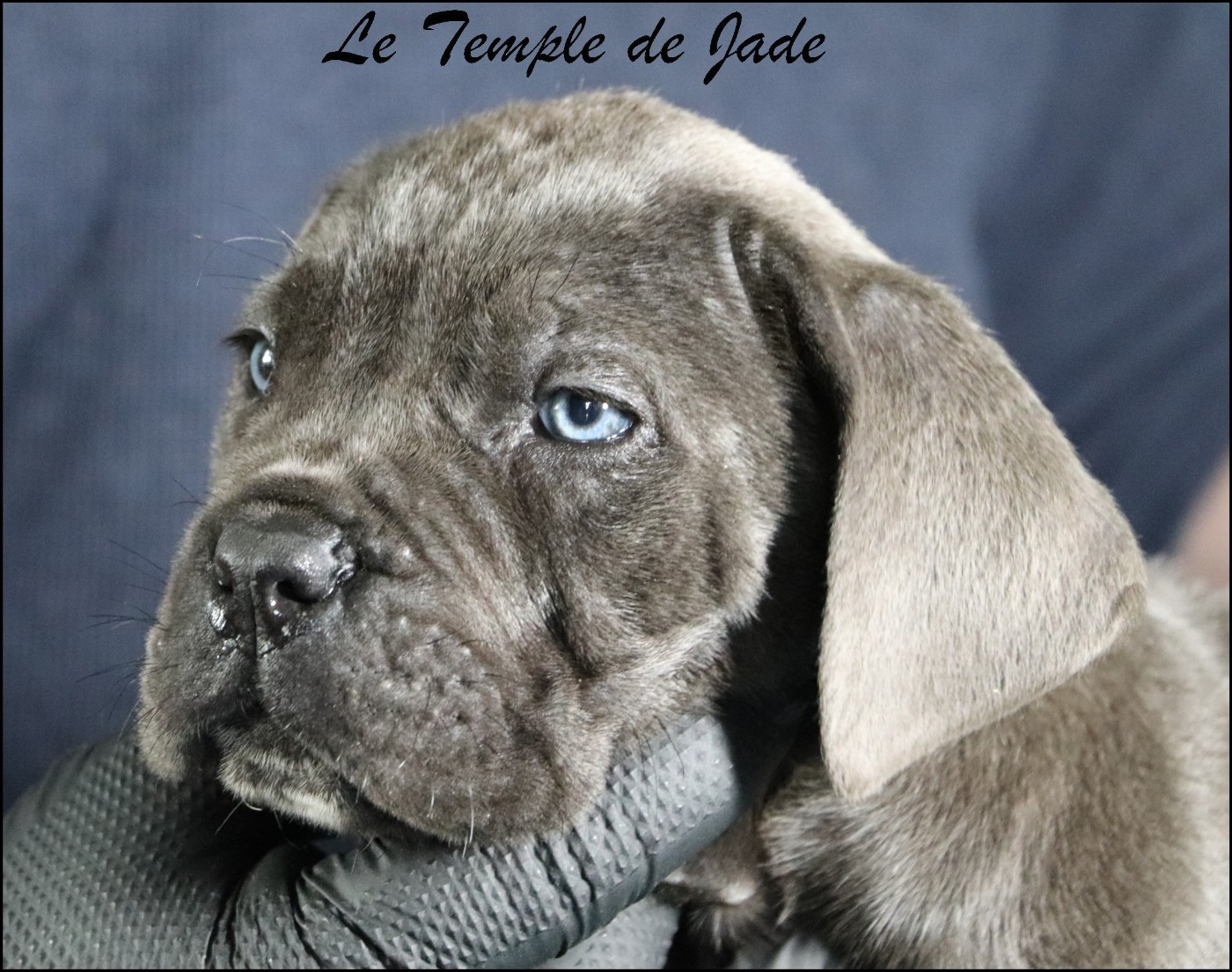 du temple de jade - Chiots disponibles - Cane Corso