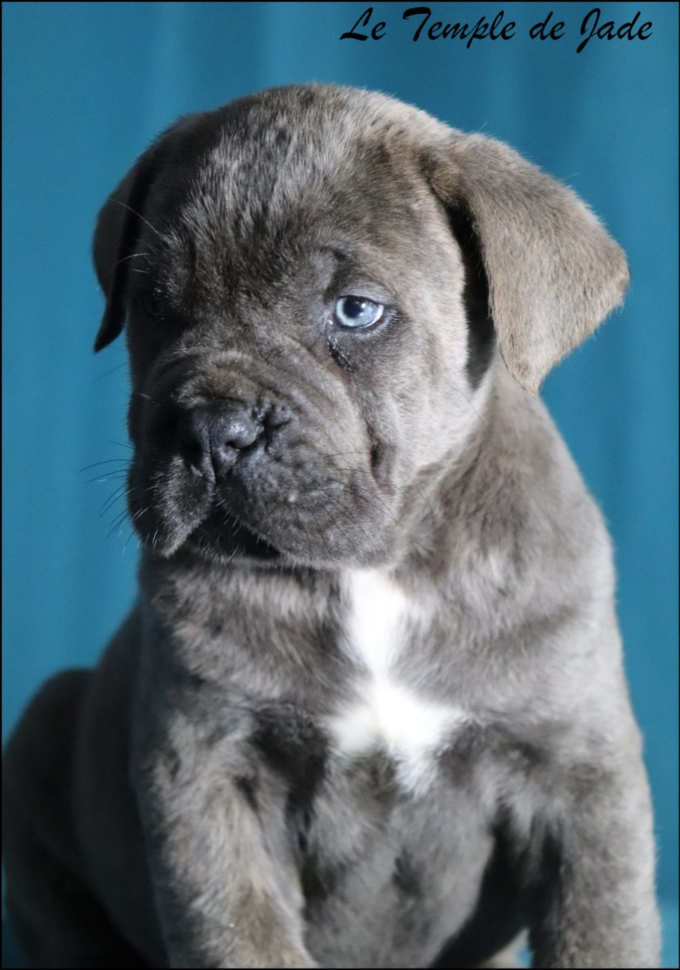 du temple de jade - Chiots disponibles - Cane Corso