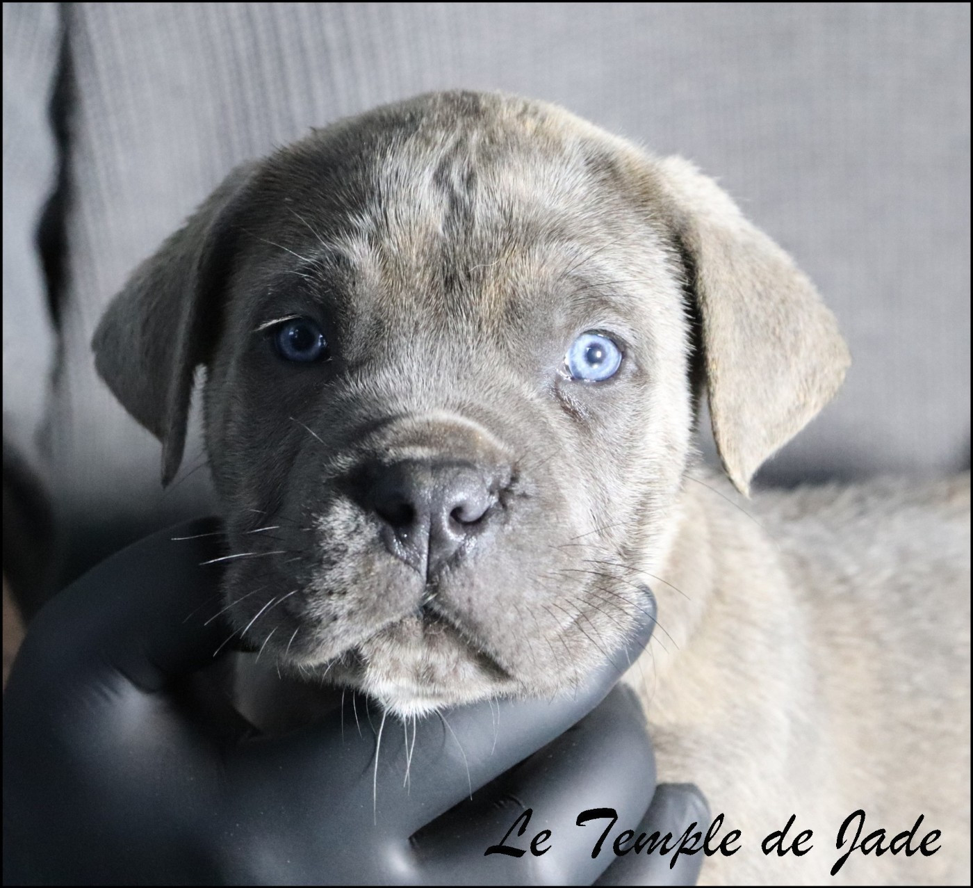 du temple de jade - Chiots disponibles - Cane Corso