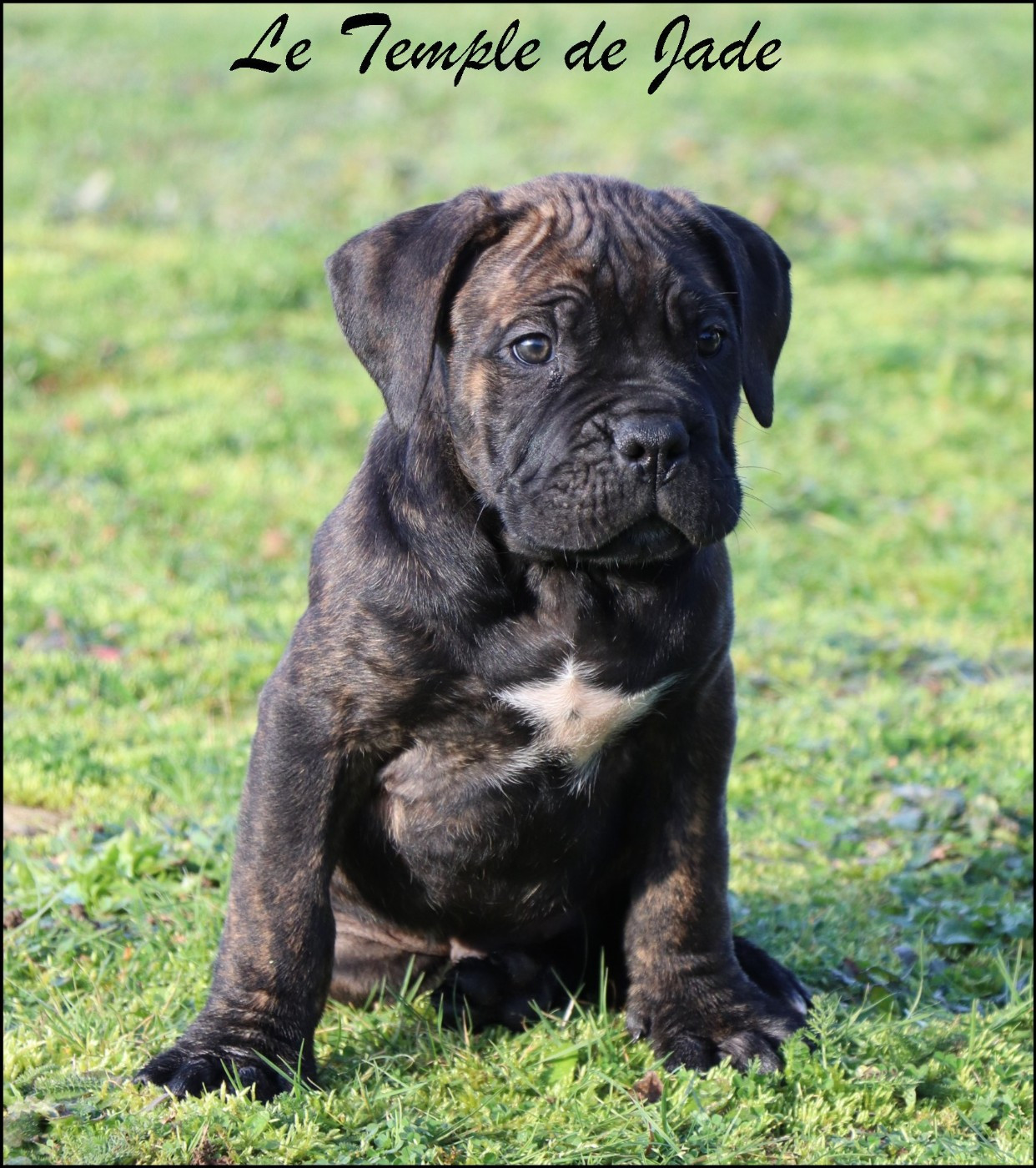 du temple de jade - Chiots disponibles - Cane Corso