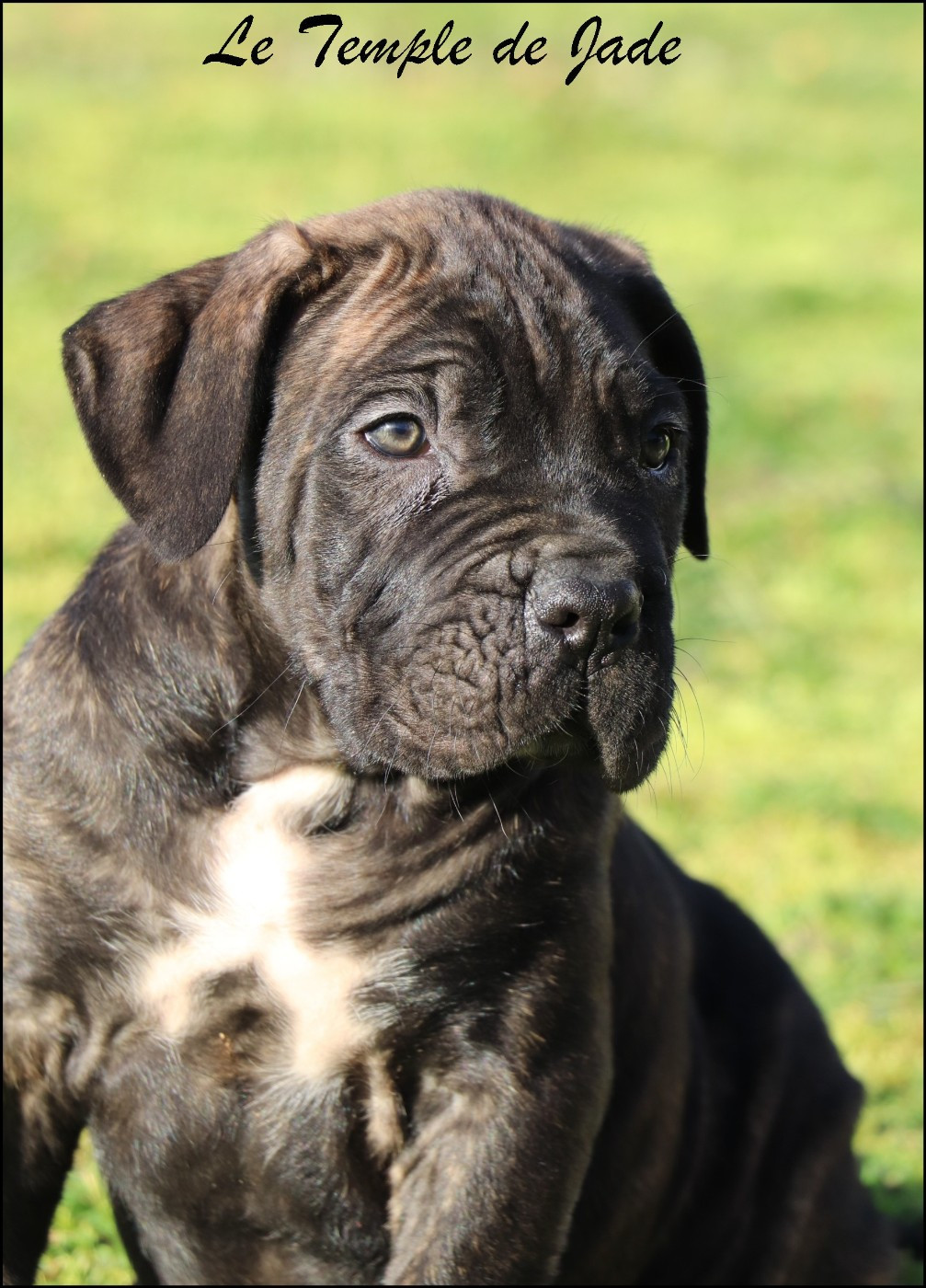 du temple de jade - Chiots disponibles - Cane Corso
