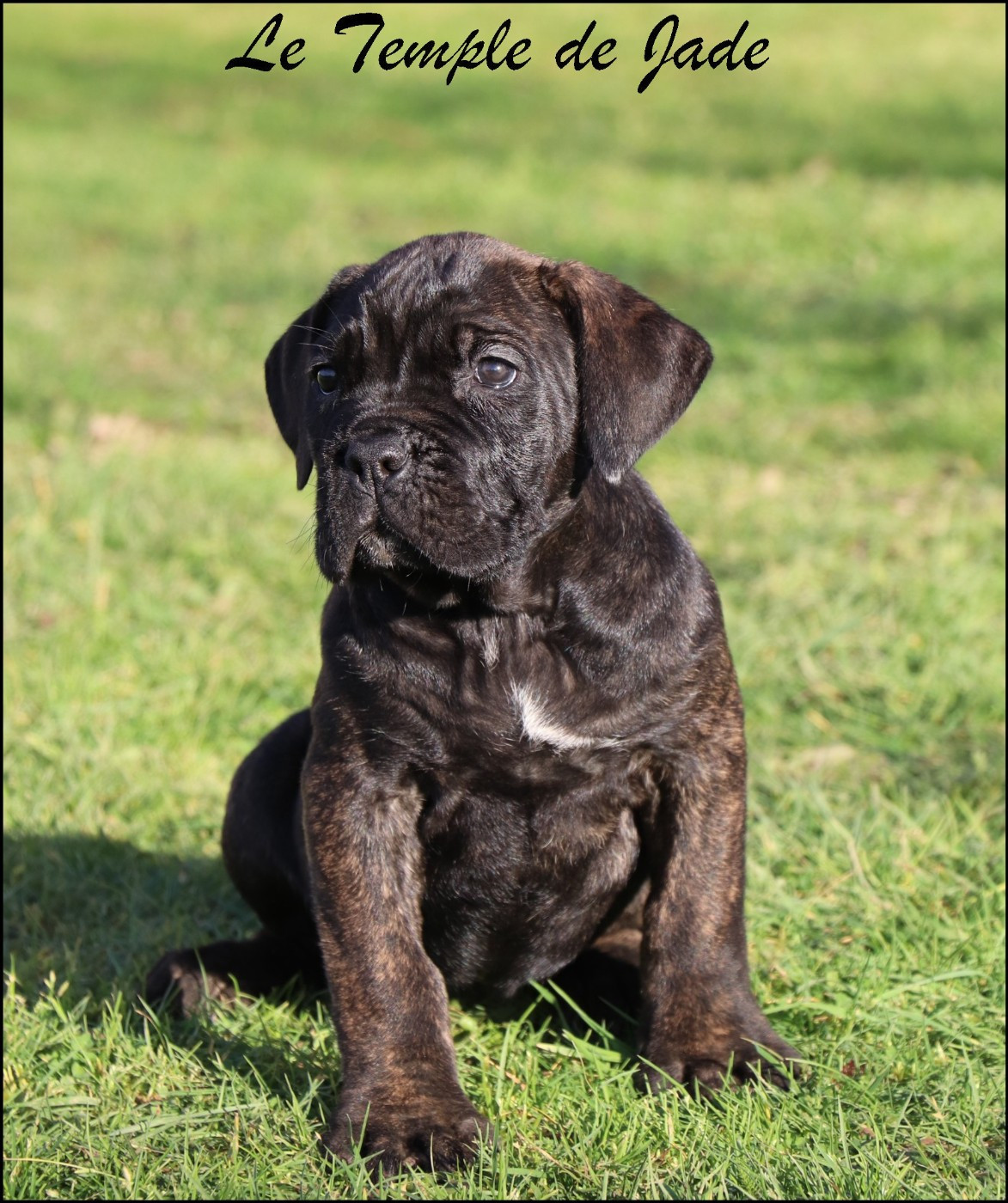 Chiot Cane Corso du temple de jade