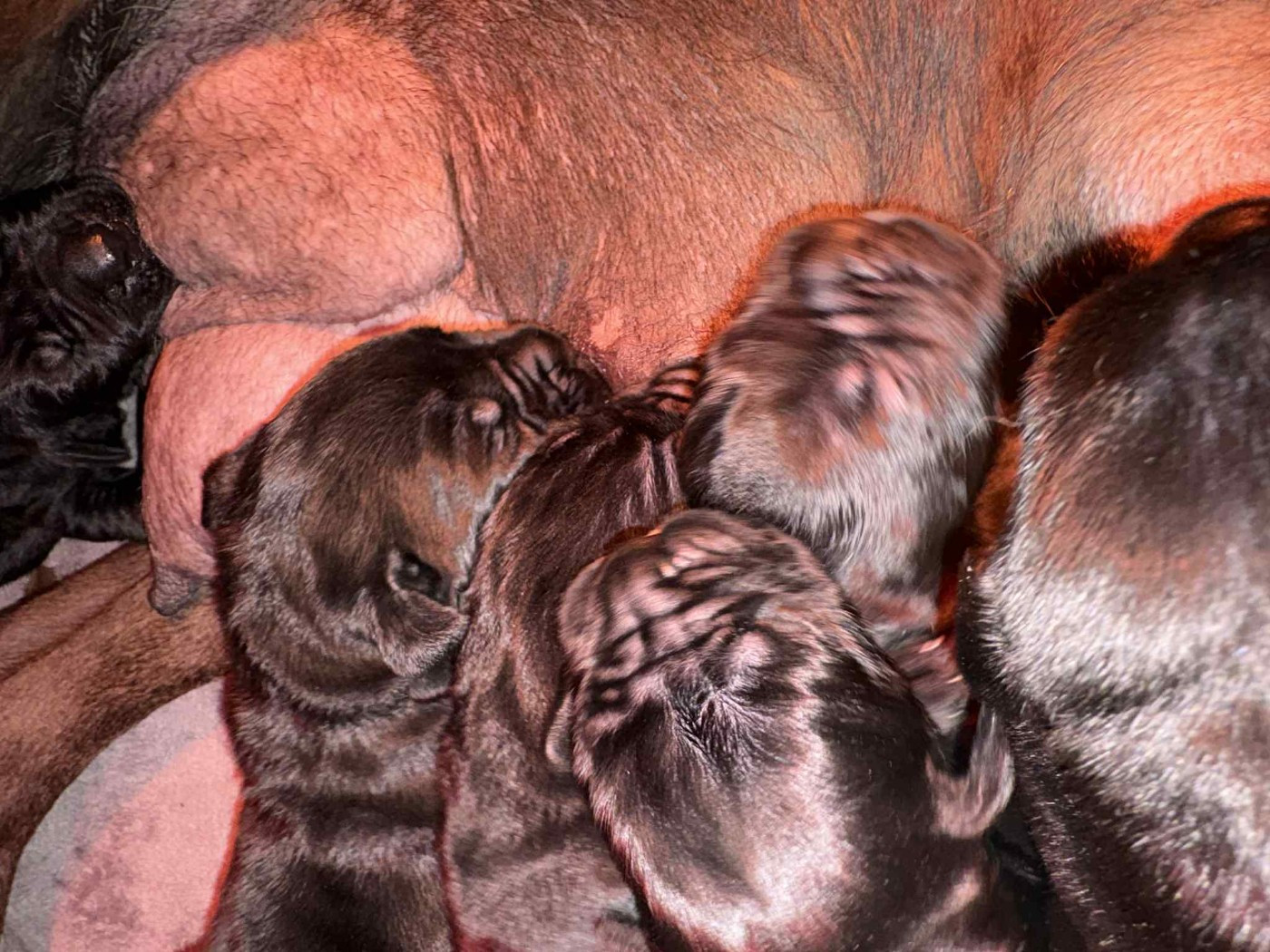 du temple de jade - Chiots disponibles - Cane Corso