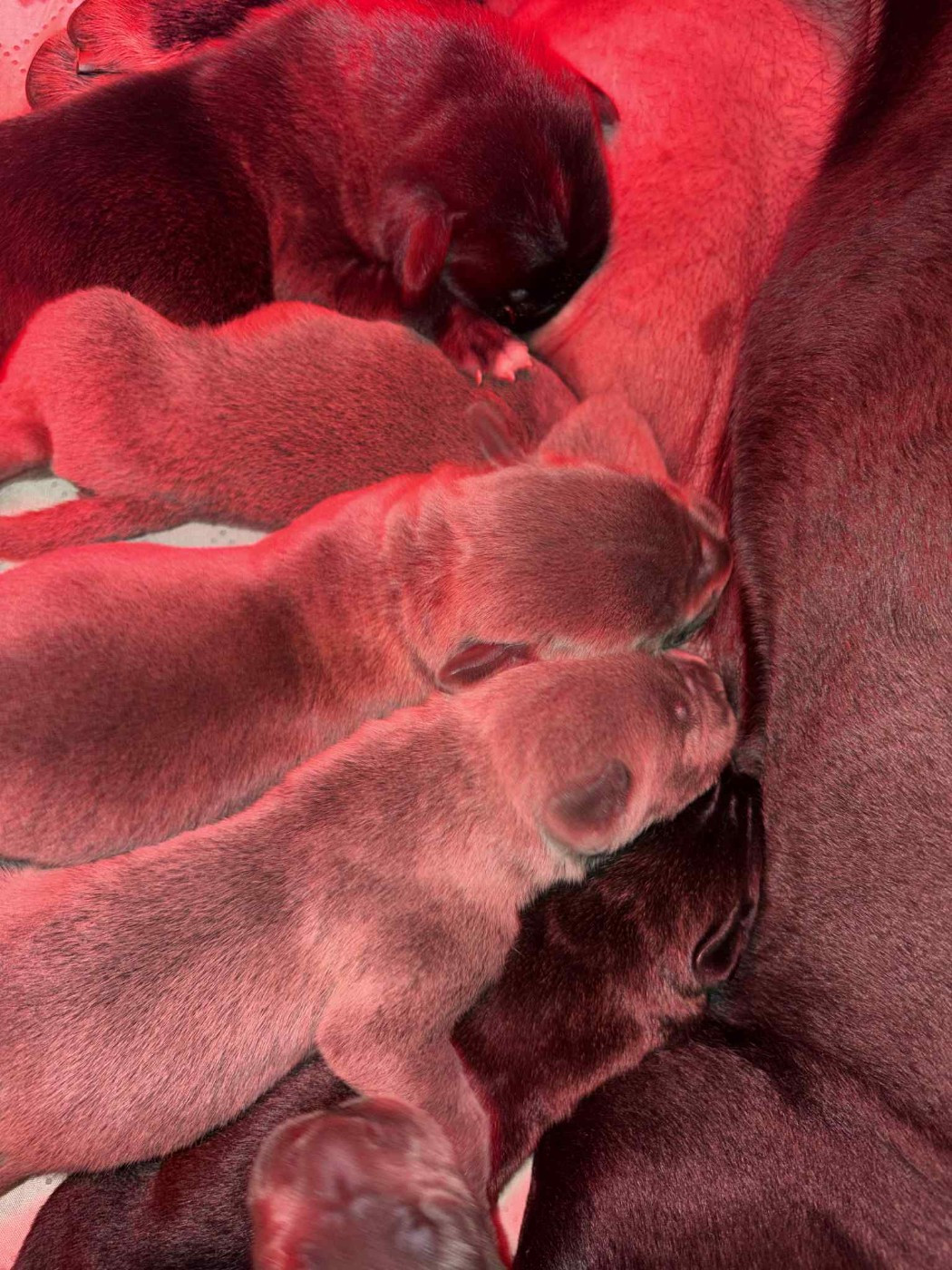 du temple de jade - Chiots disponibles - Cane Corso