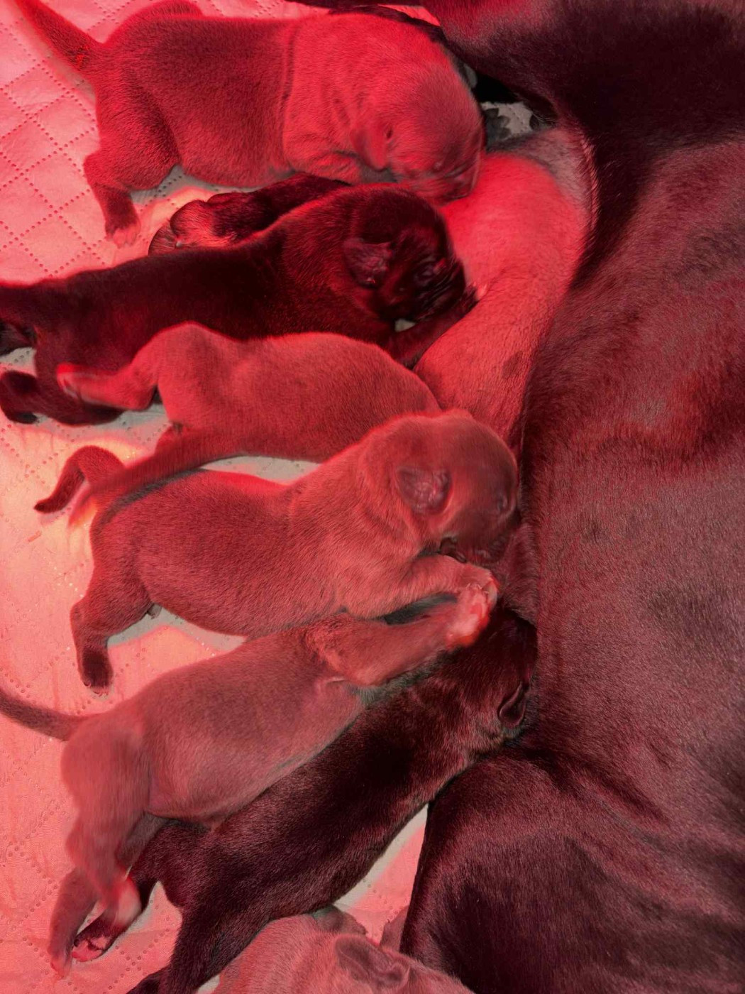 du temple de jade - Chiots disponibles - Cane Corso