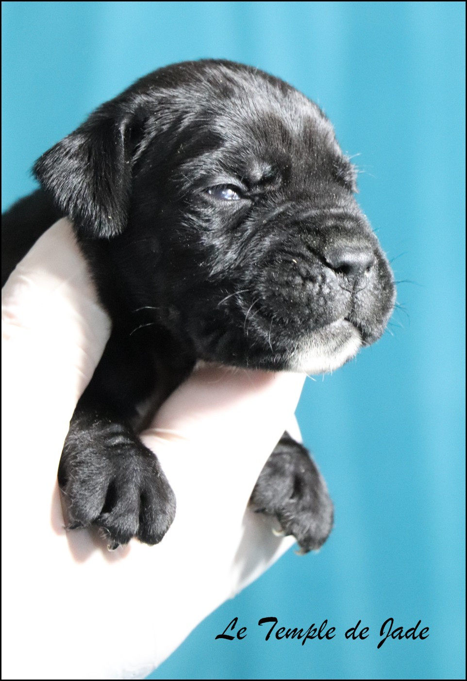 du temple de jade - Chiots disponibles - Cane Corso