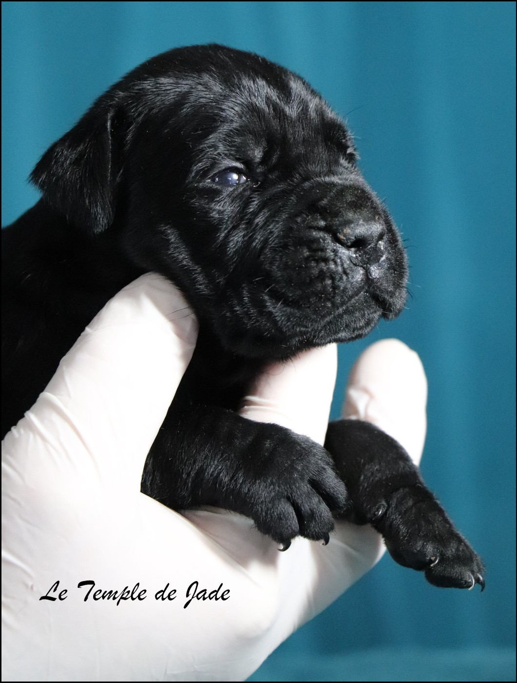 du temple de jade - Chiots disponibles - Cane Corso
