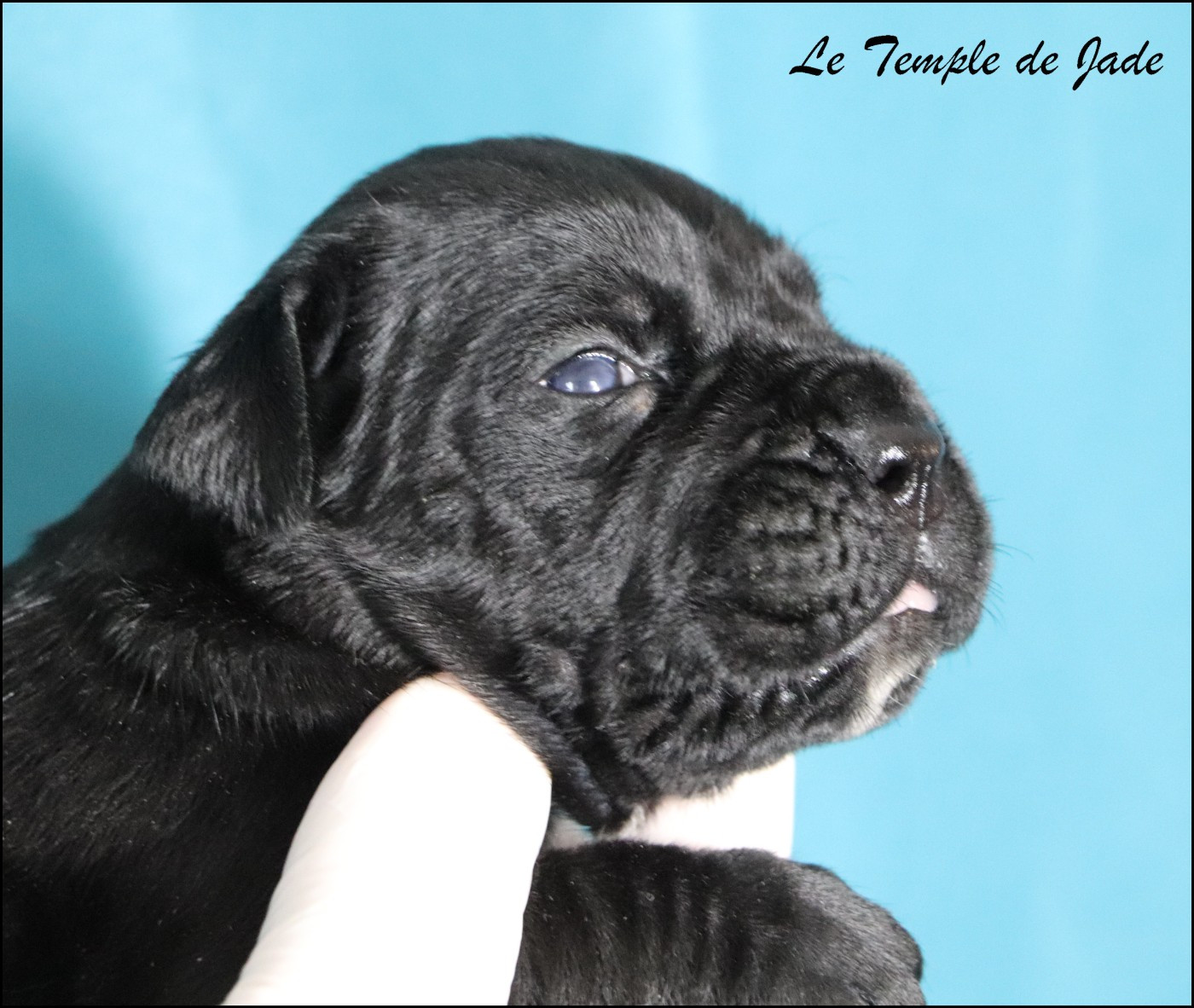 du temple de jade - Chiots disponibles - Cane Corso