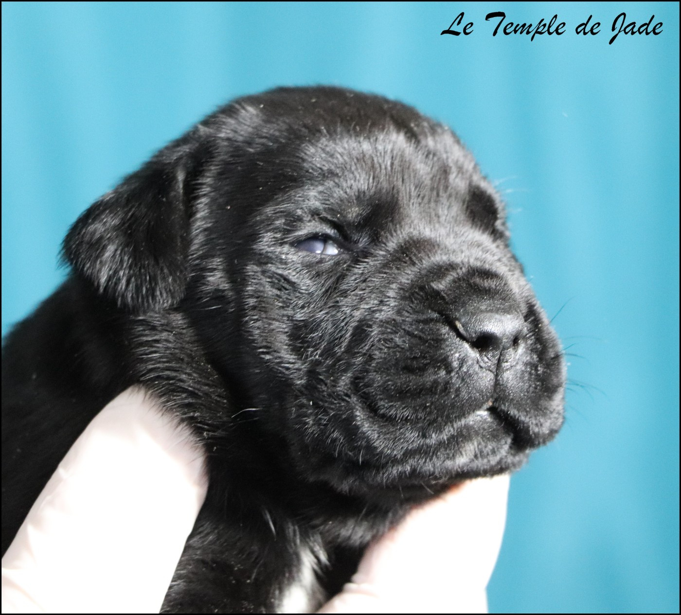 du temple de jade - Chiots disponibles - Cane Corso