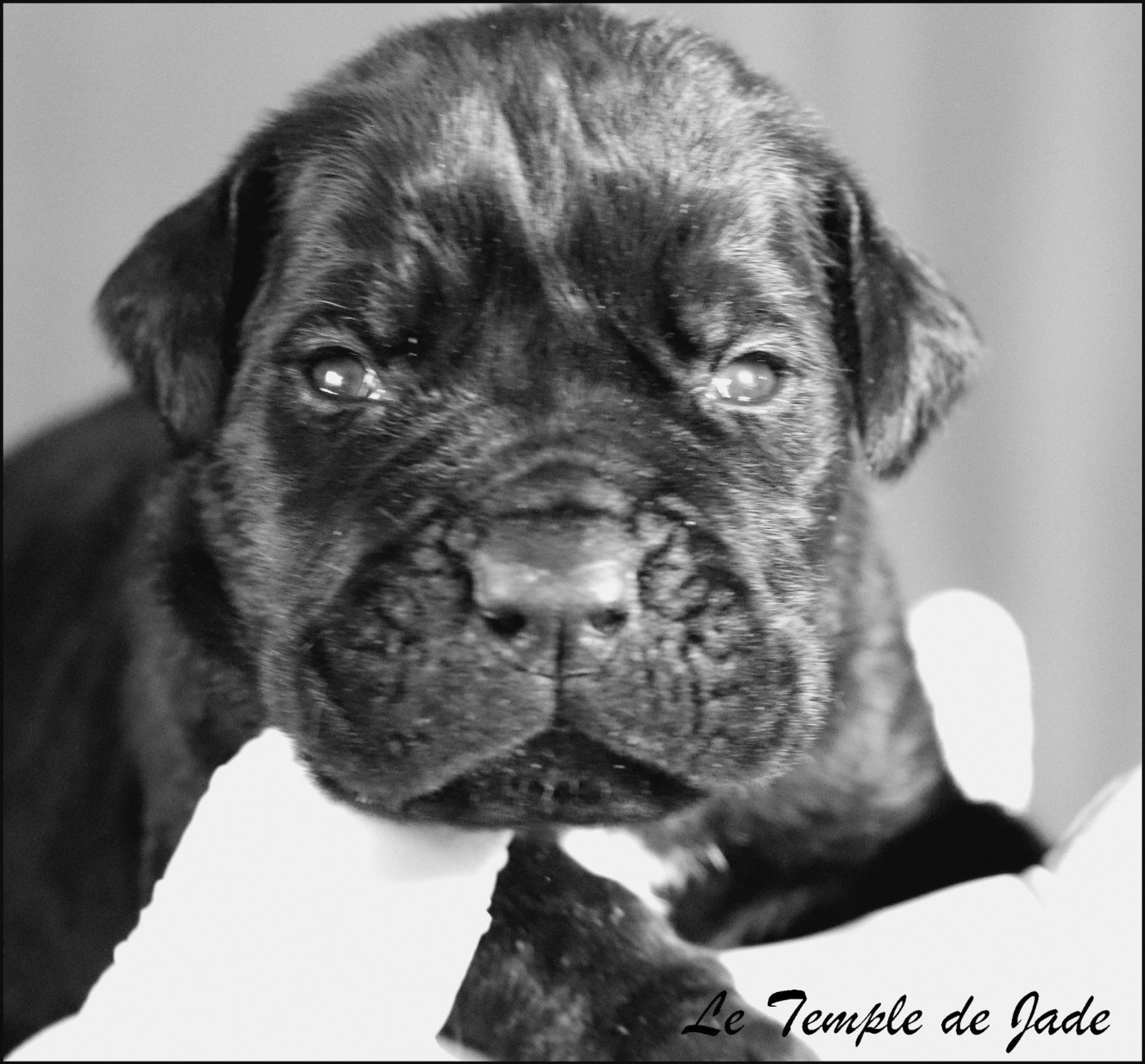 du temple de jade - Cane Corso - Portée née le 25/01/2026
