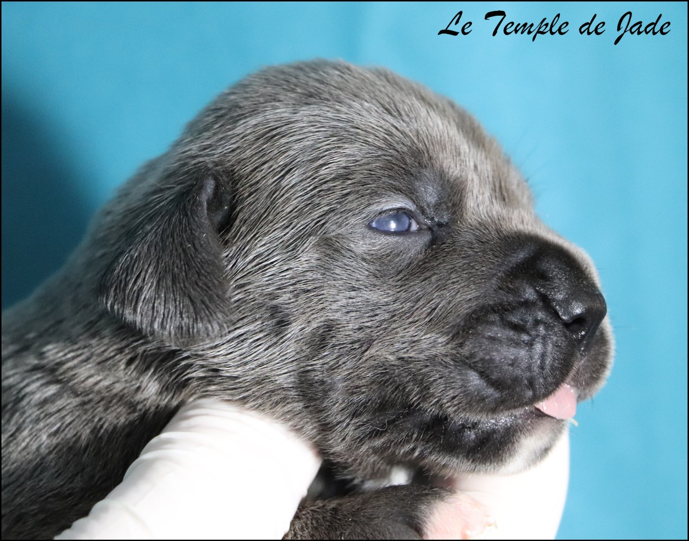 du temple de jade - Chiots disponibles - Cane Corso