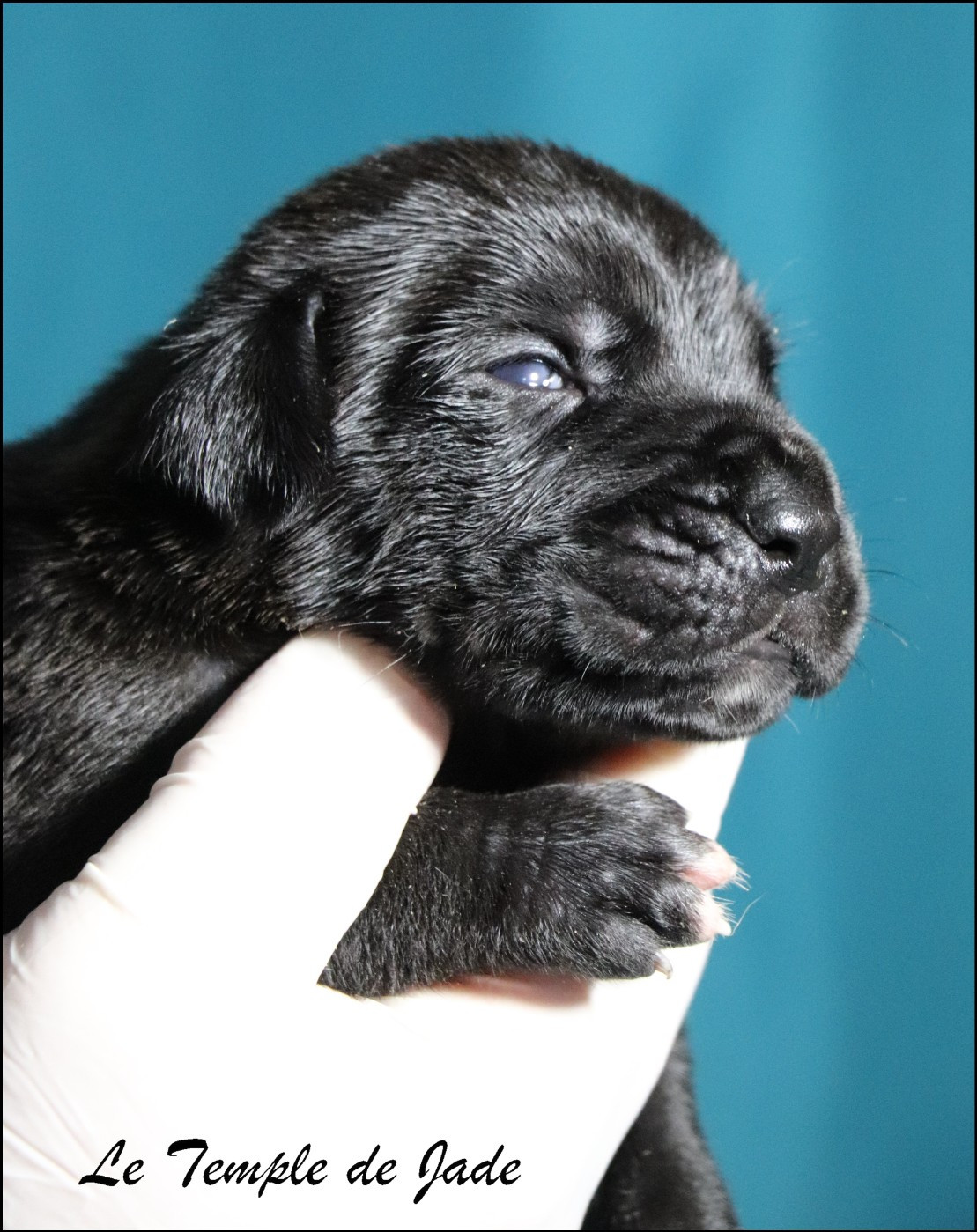 du temple de jade - Chiots disponibles - Cane Corso