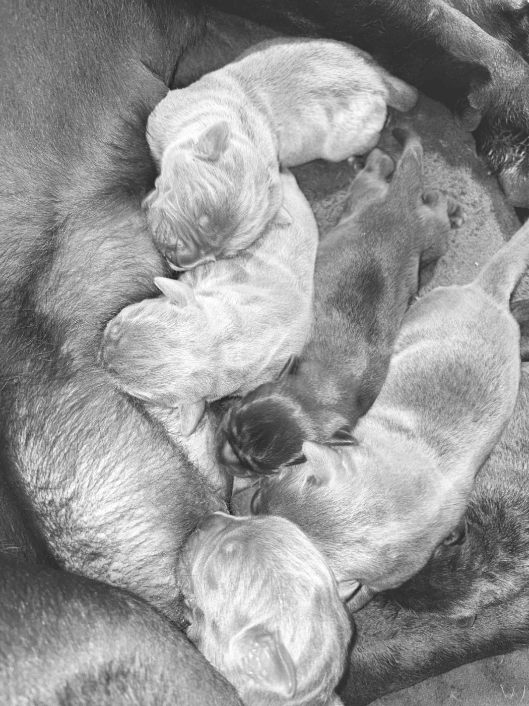 du temple de jade - Chiots disponibles - Cane Corso