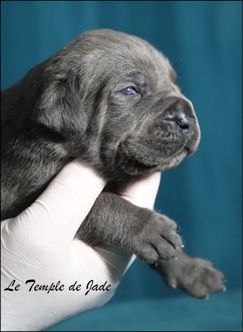 du temple de jade - Chiots disponibles - Cane Corso
