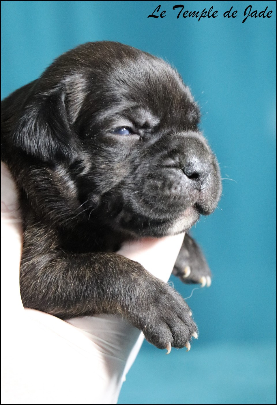du temple de jade - Chiots disponibles - Cane Corso