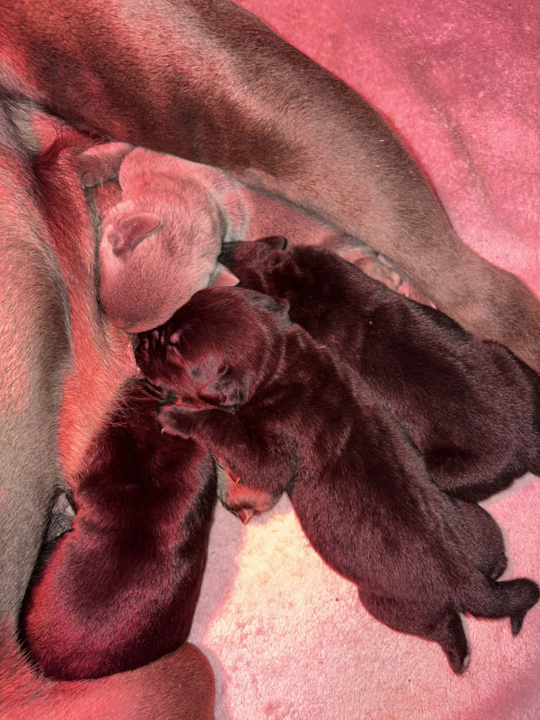 Chiot Cane Corso du temple de jade