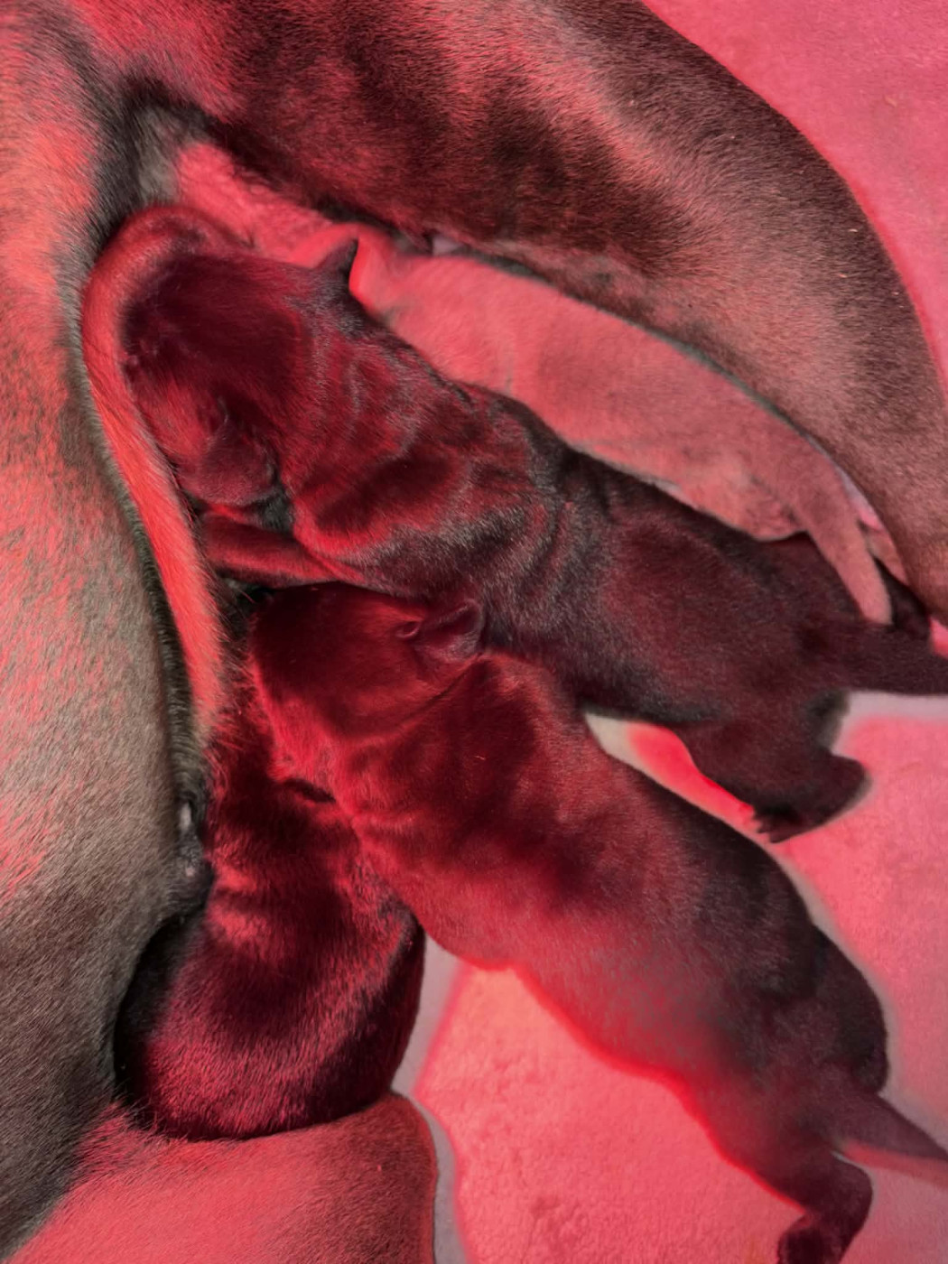 du temple de jade - Chiots disponibles - Cane Corso