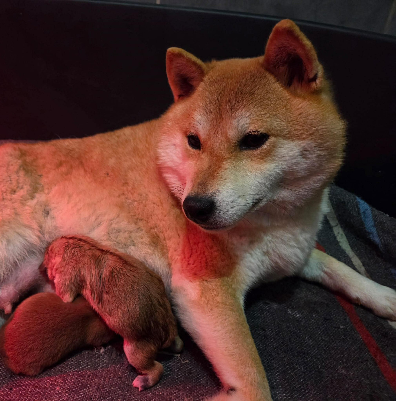 Chiot Shiba du temple de jade