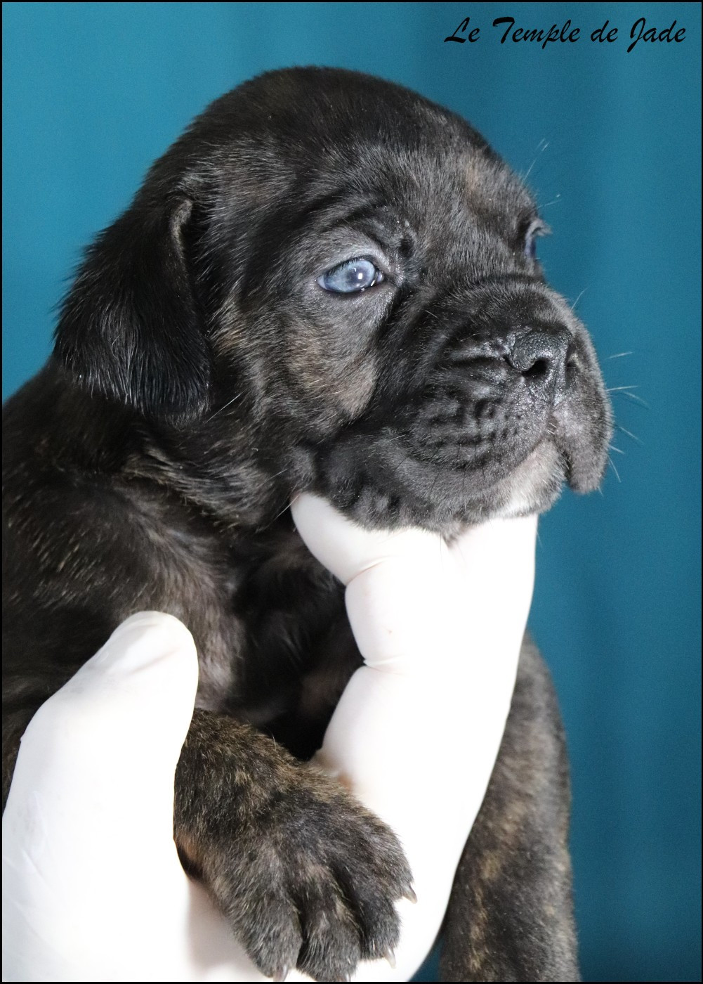 du temple de jade - Cane Corso - Portée née le 01/02/2026