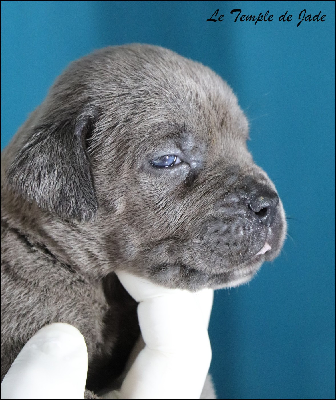 du temple de jade - Cane Corso - Portée née le 11/02/2026