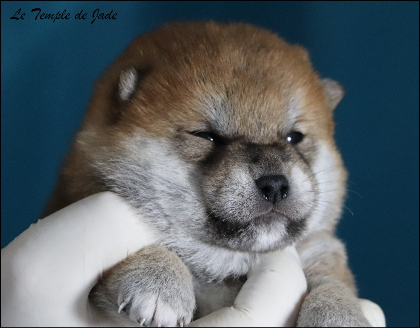 du temple de jade - Chiots disponibles - Shiba