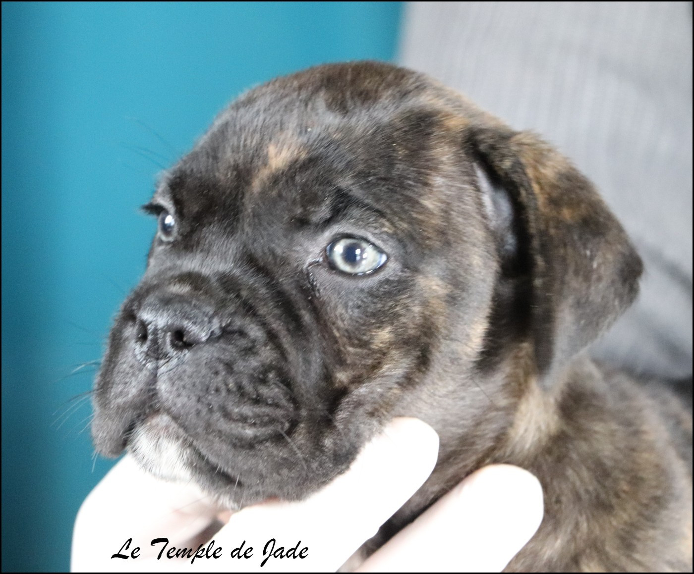 du temple de jade - Chiots disponibles - Cane Corso