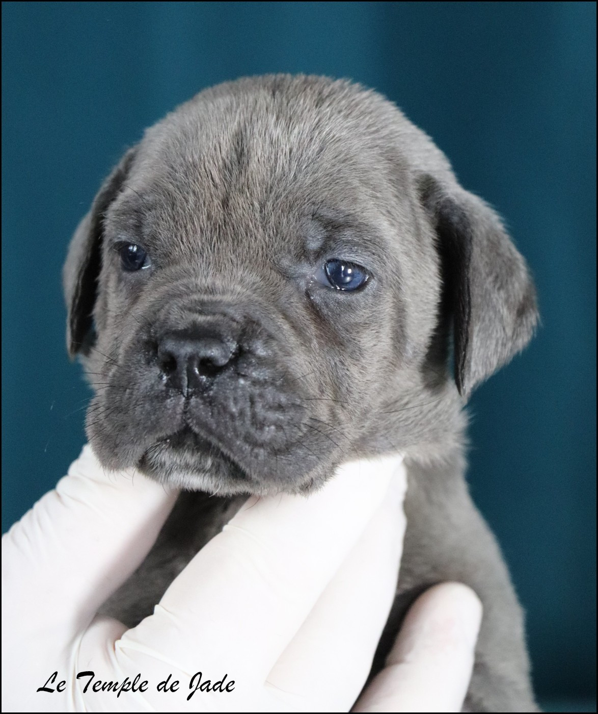 du temple de jade - Chiots disponibles - Cane Corso