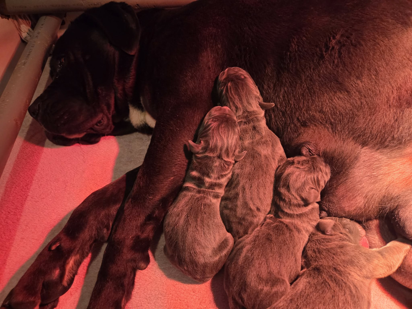 Chiot Cane Corso du temple de jade